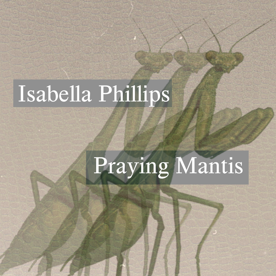 Praying Mantis